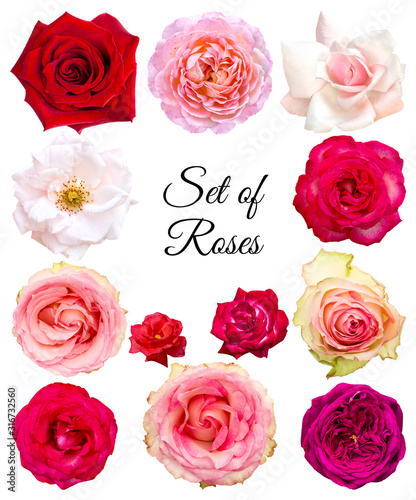 Set of roses in different colors and varieties. Flowers on a white background.