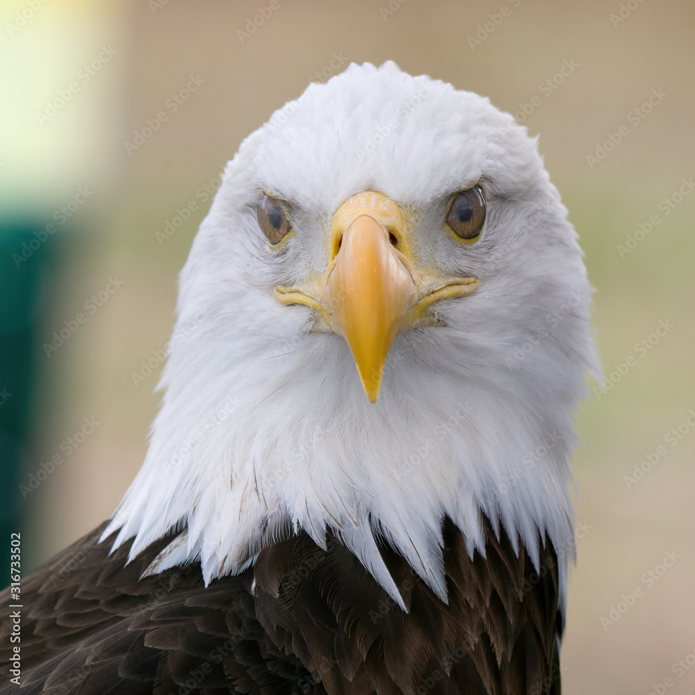 Obraz premium Bald Eagle Portrait