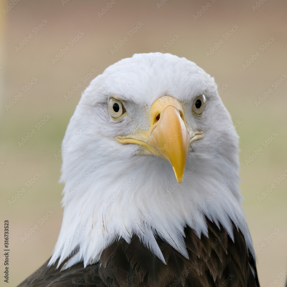 Obraz premium Bald Eagle portrait