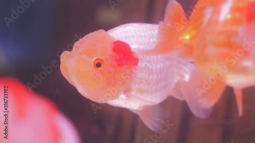 VDO. view of Ranchu Goldfish breed white-orange colored diving in fresh water glass tang.  photo