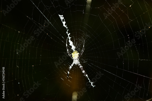 tropical spider in the center of the web in vivo