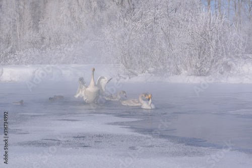 swans lake ice snow winter frost