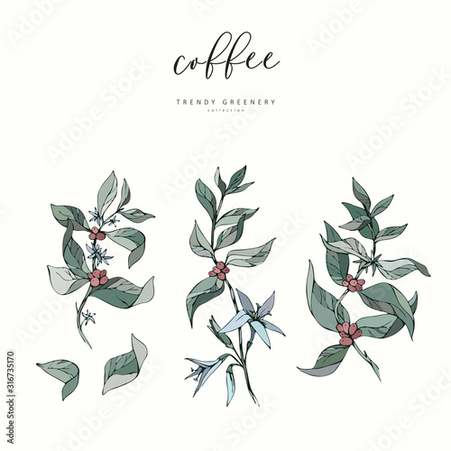 Coffee plant branch. Hand drawn wedding herb, plant elegant leaves for invitation save the date card design. Botanical rustic trendy greenery vector