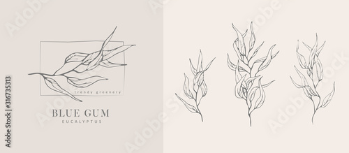 Eucalyptus blue gum logo and branch. Hand drawn wedding herb, plant and monogram with elegant leaves for invitation save the date card design. Botanical rustic trendy greenery