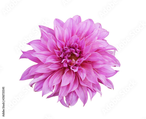 Beautiful pink flower dahlia isolated white background for design.