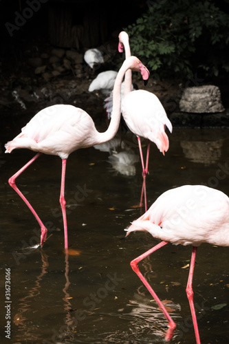 group of pink flamingos standing in pond