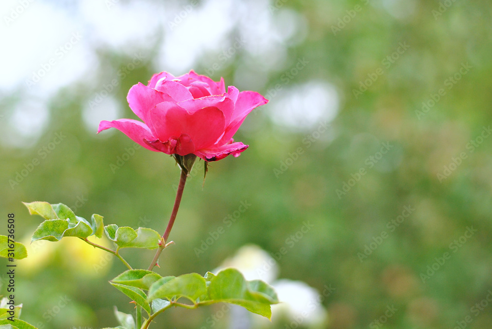 Beautiful closeup bright pink rose flower picture in the garden. Natural beauty spirit, summer sunshines and gardening concept. Floristic composition. Beautiful closeup bright pink rose flower picture in the garden. Natural beauty spirit, summer sunshines and gardening concept. Floristic composition.