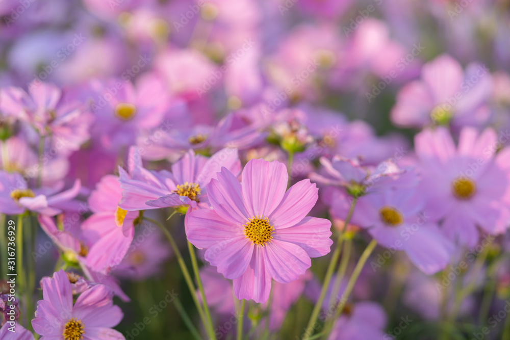 Pink cosmos flower blooming in the field garden. Spring season. Pink cosmos flower blooming in the field garden. Spring season.
