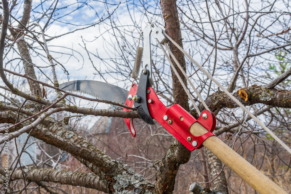 Pruner and garden saw for cutting branches of cherry bush