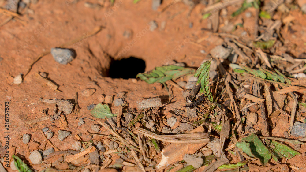 an ant with a hole in the orange red ground in vinales, cuba an ant with a hole in the orange red ground in vinales, cuba