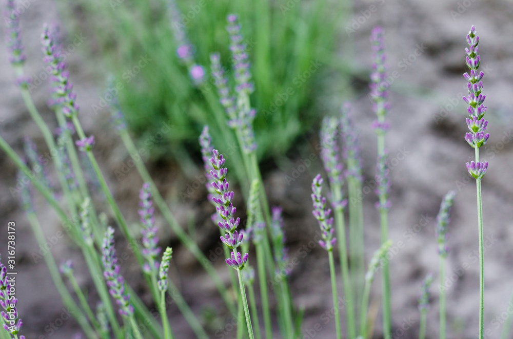 Fototapeta premium lavender. Soft focus, beautiful lavender flower