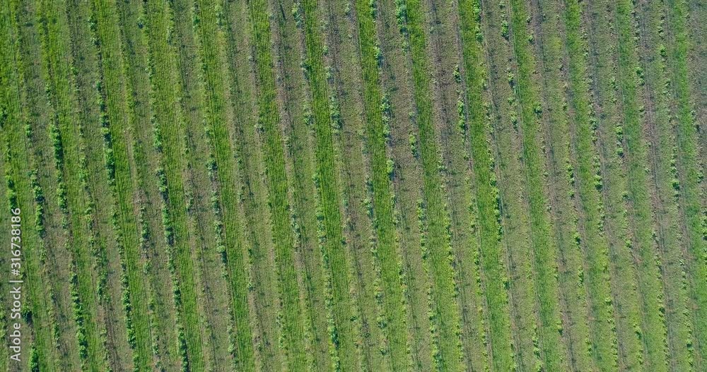Aerial Rotating Birds Eye View Artistically Conveying a Vineyard in Napa Valley Aerial Rotating Birds Eye View Artistically Conveying a Vineyard in Napa Valley