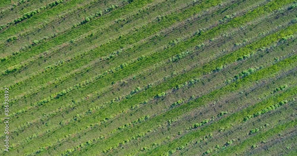 Aerial Rotating Birds Eye View Artistically Conveying and sweeping into a Vineyard in Napa Valley Aerial Rotating Birds Eye View Artistically Conveying and sweeping into a Vineyard in Napa Valley