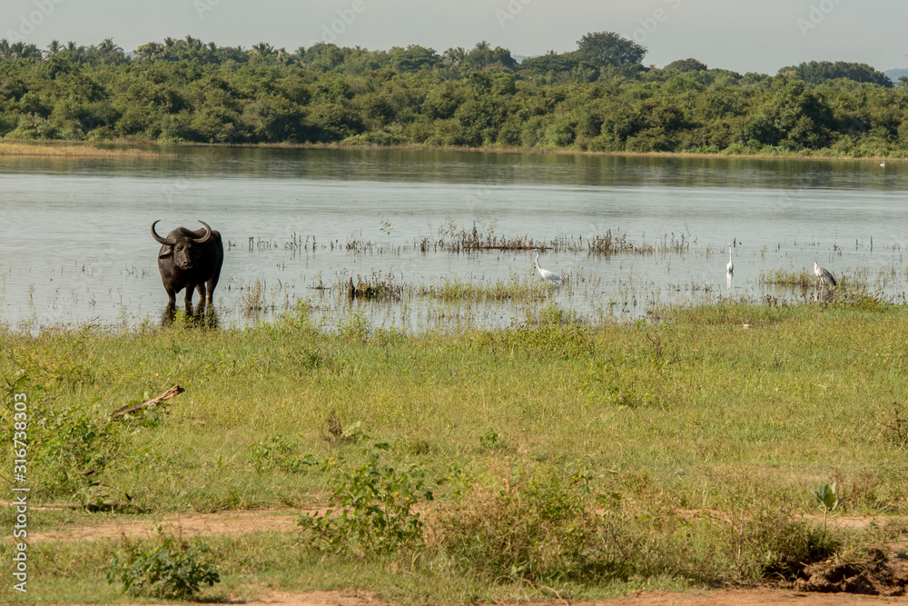 Lake in the Udawalawe National Park on Sri Lanka.