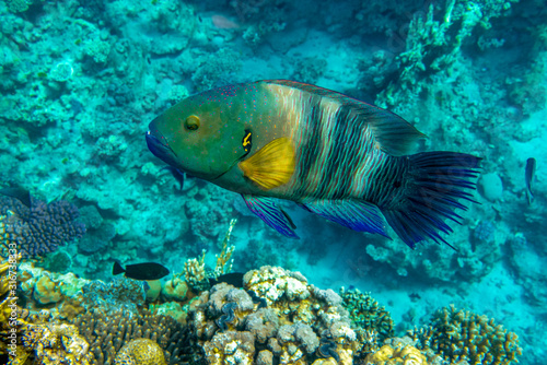 Coral fish,Broomtail wrasse (Cheilinus lunulatus) at the Red Sea, coral reef