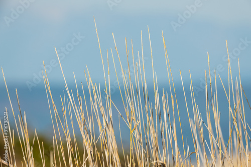 Dry grass in front of sea on a sunny day