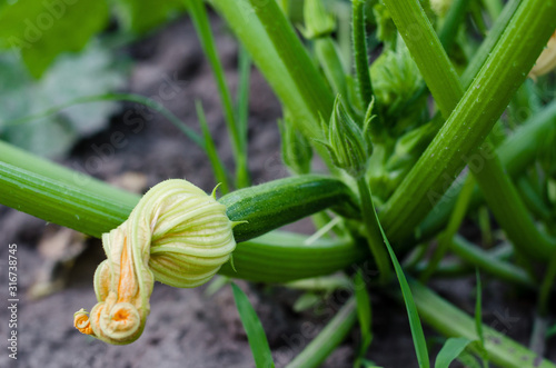 closeup of a green courgette marrow squash plant with fruits growing in a garden 