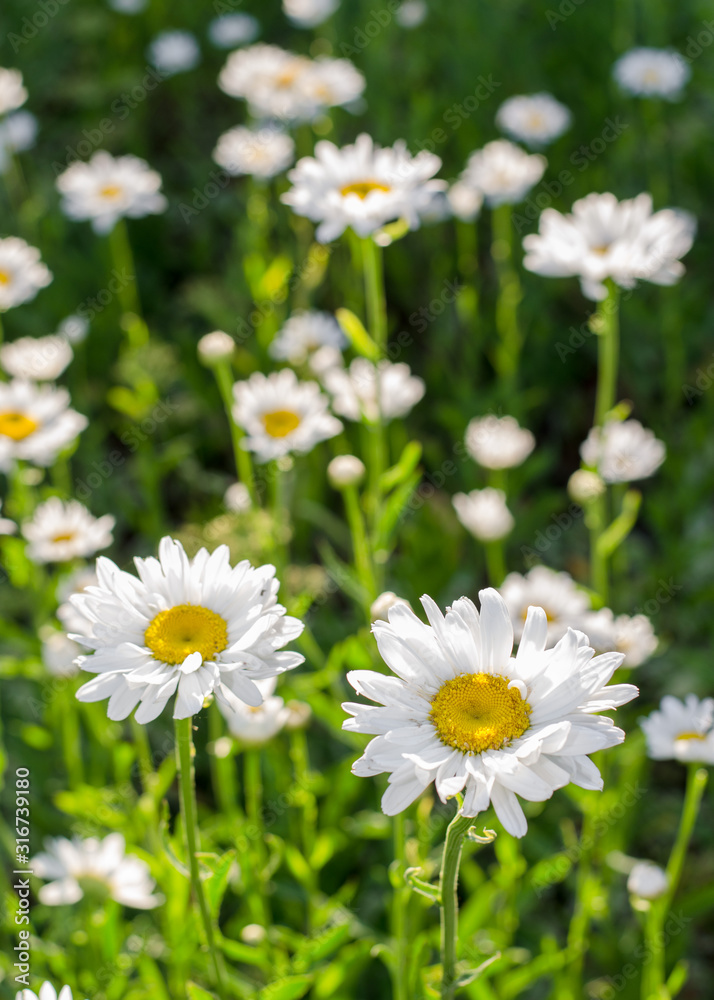 Field of camomiles at sunny day at nature. Camomile daisy flowers, field flowers, chamomile flowers, Summer. Sunshine