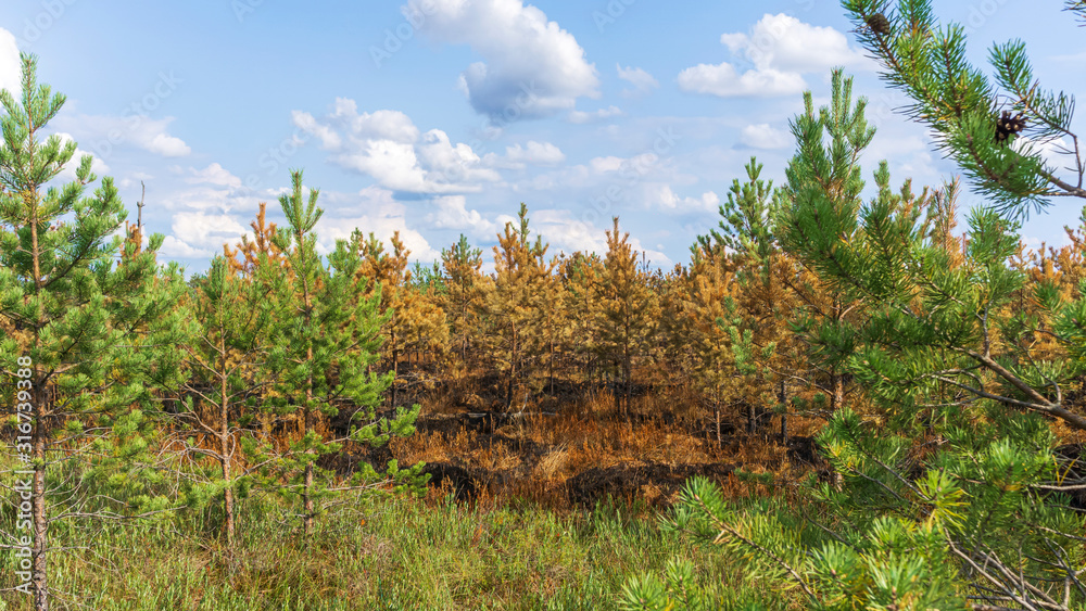 Pine forest and trees after the fire in the swamp. Panorama of ecological problem. Pine forest and trees after the fire in the swamp. Panorama of ecological problem.