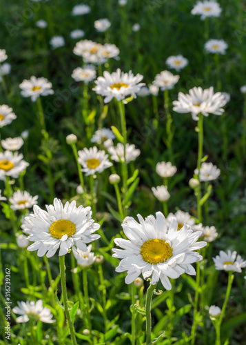 Field of camomiles at sunny day at nature. Camomile daisy flowers, field flowers, chamomile flowers, Summer. Sunshine