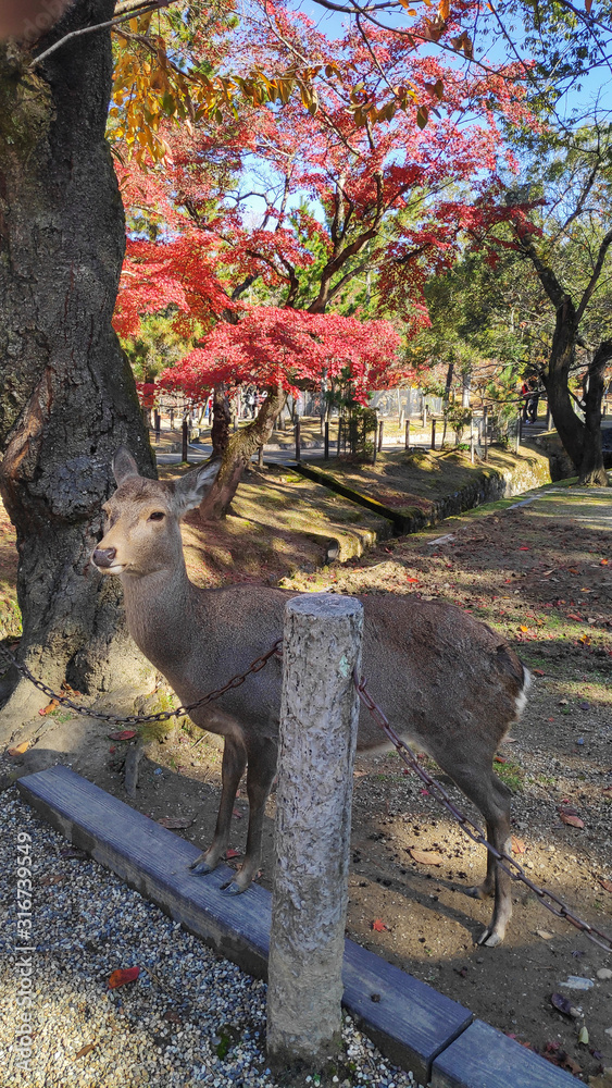 Japanese deer resting at Nara Park with red maple leaves tree