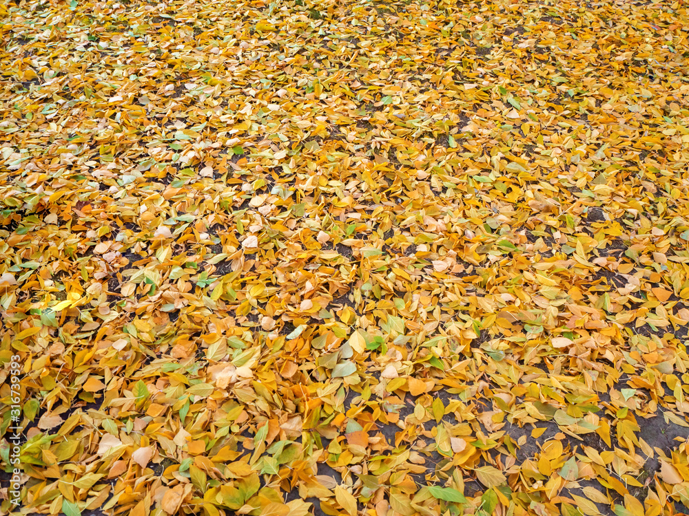 autumn background from a glade of yellow fallen leaves autumn background from a glade of yellow fallen leaves