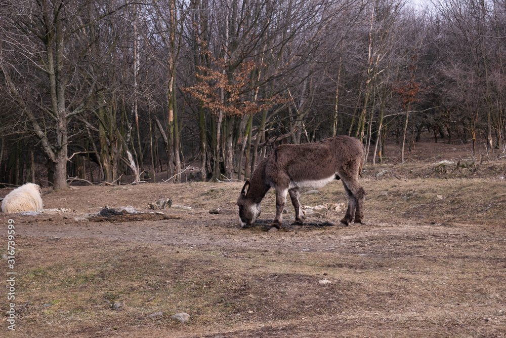 Fototapeta premium Beautiful grey donkey in the zoo