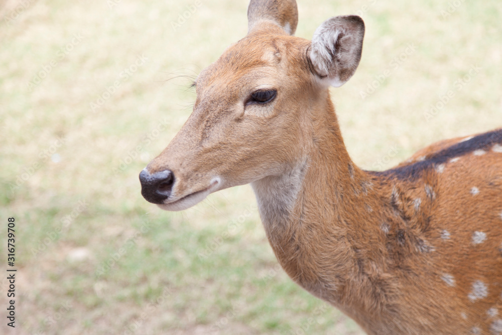 Red dappled deer