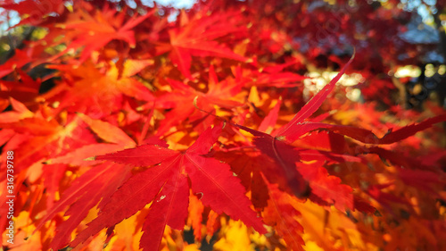 Red maple leaves in colorful autumn season