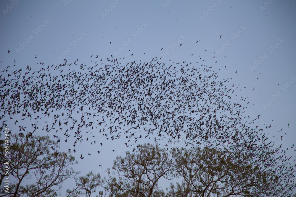 Mass flight of bats