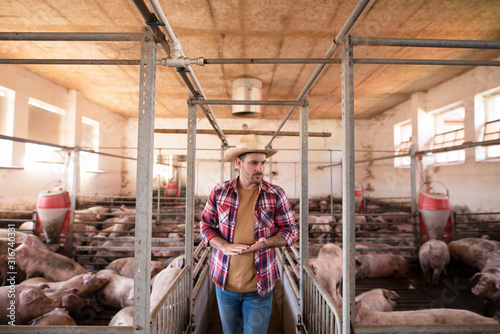Farm worker walking by pig cages. Farmer observing cattle. Farming and meat production.