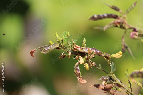 ants on a leaf © iamshankarofficial
