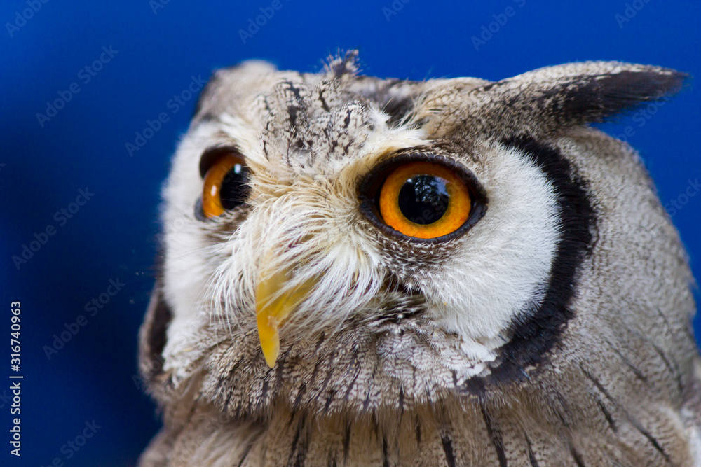 Naklejka premium The owl is scary beautiful