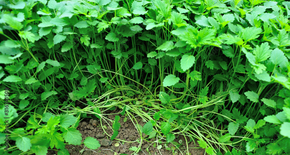 Green motherwort plants in growth at garden Green motherwort plants in growth at garden