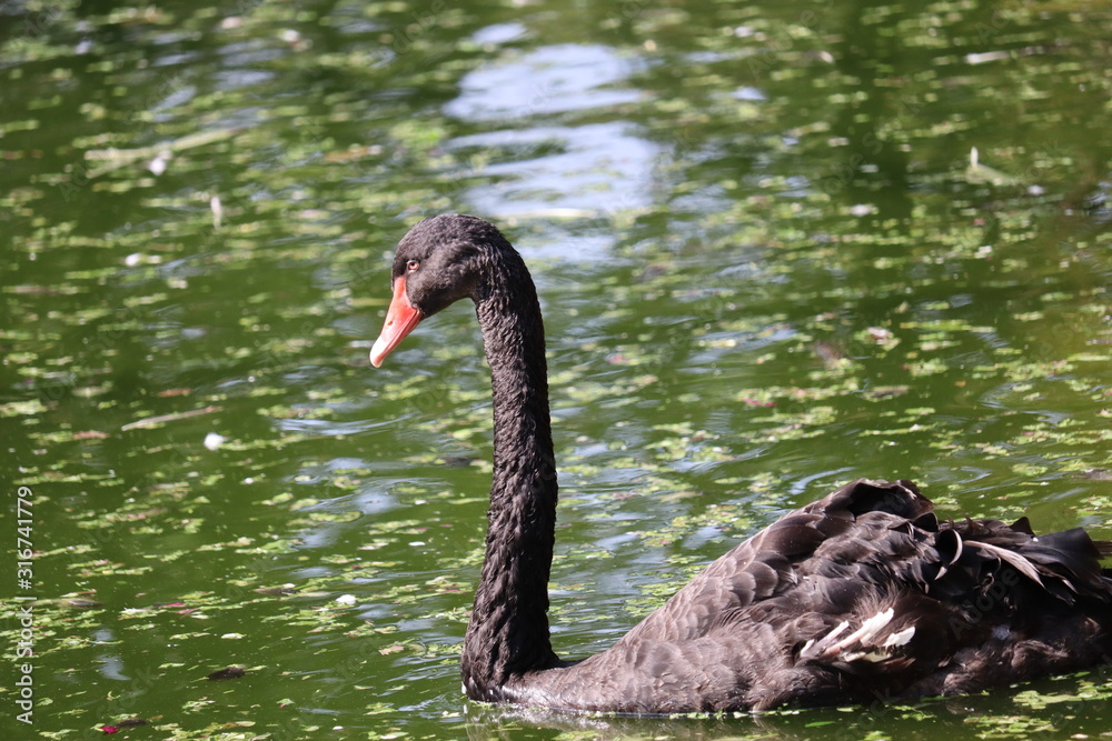 Obraz premium swan on the lake