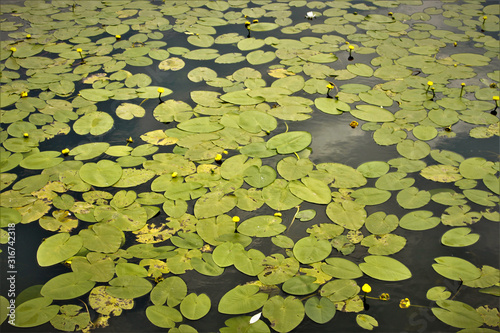 blooming water lilies with green leaves floating in the pond