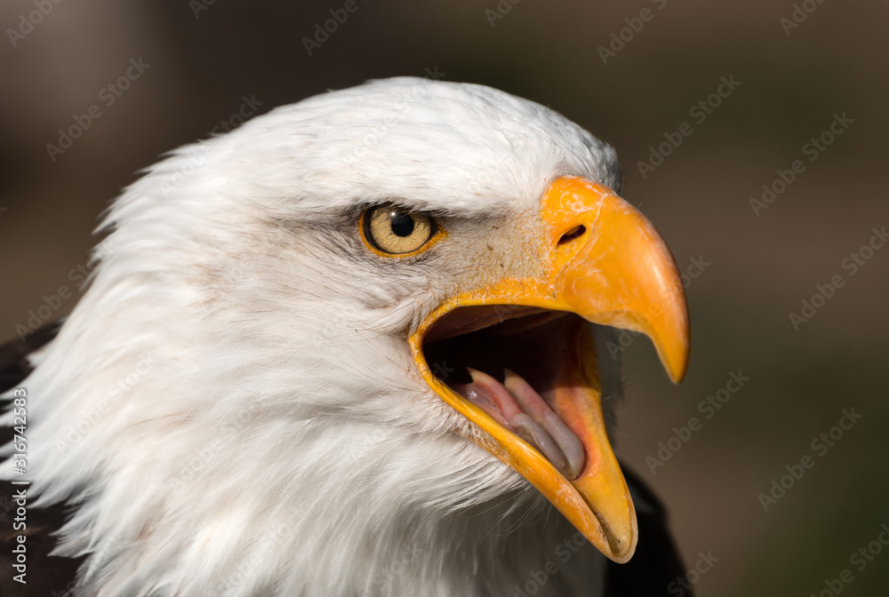 Bald Eagle with wide beak and tongue showing Bald Eagle with wide beak and tongue showing