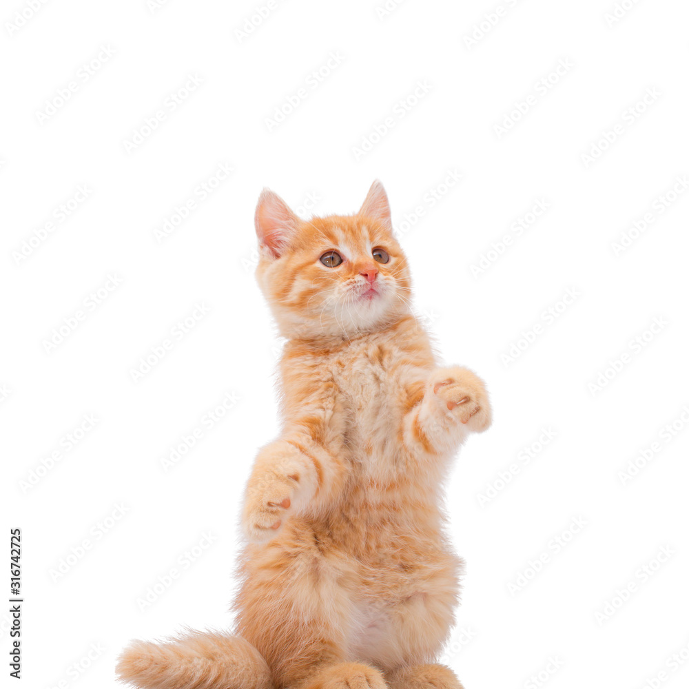 A red kitten sits on its hind legs. Funny pets. White background, isolated image. Square image. A red kitten sits on its hind legs. Funny pets. White background, isolated image. Square image.