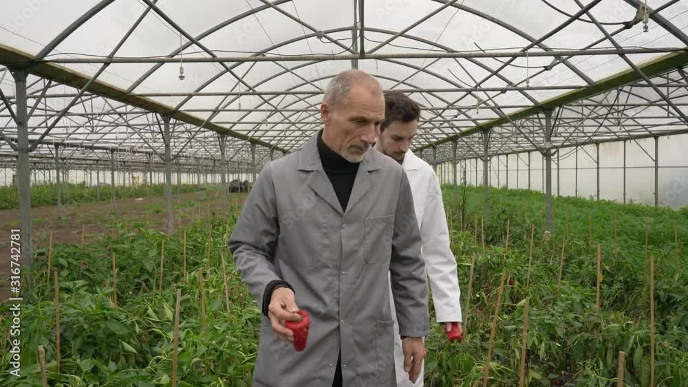Apprentice in greenhouse learning about organic agriculture Apprentice in greenhouse learning about organic agriculture