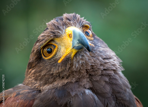 Suspicious Golden Eagle Portrait photo