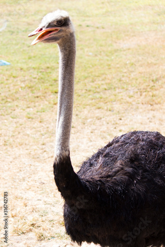 Ostrich silly bird
