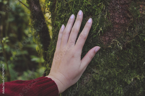 Hand of environmentalist touching tree trunk covered with moss. symbolizing the connection between humans and nature.