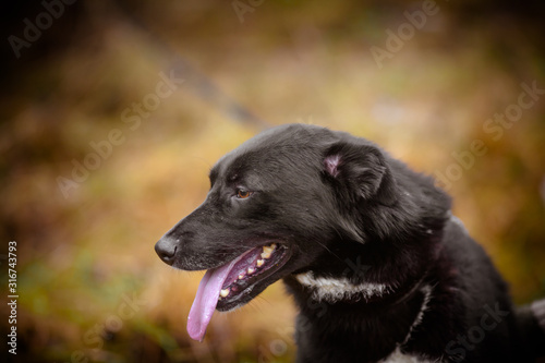 Beautiful black dog with a pink tongue: portrait of a happy dog.