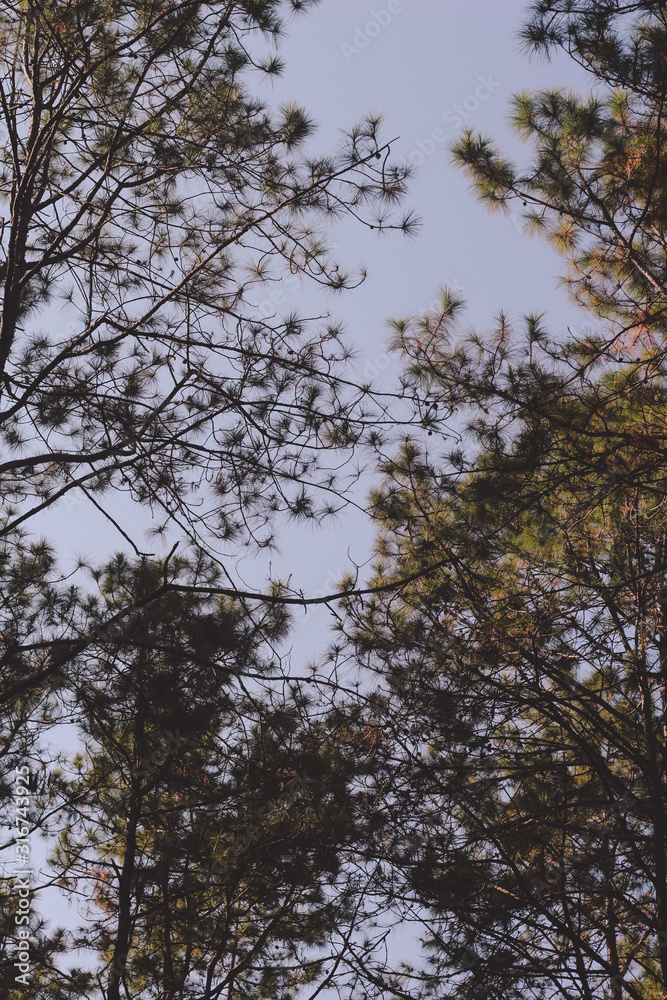Under the pine tree on sky background. Under the pine tree on sky background.
