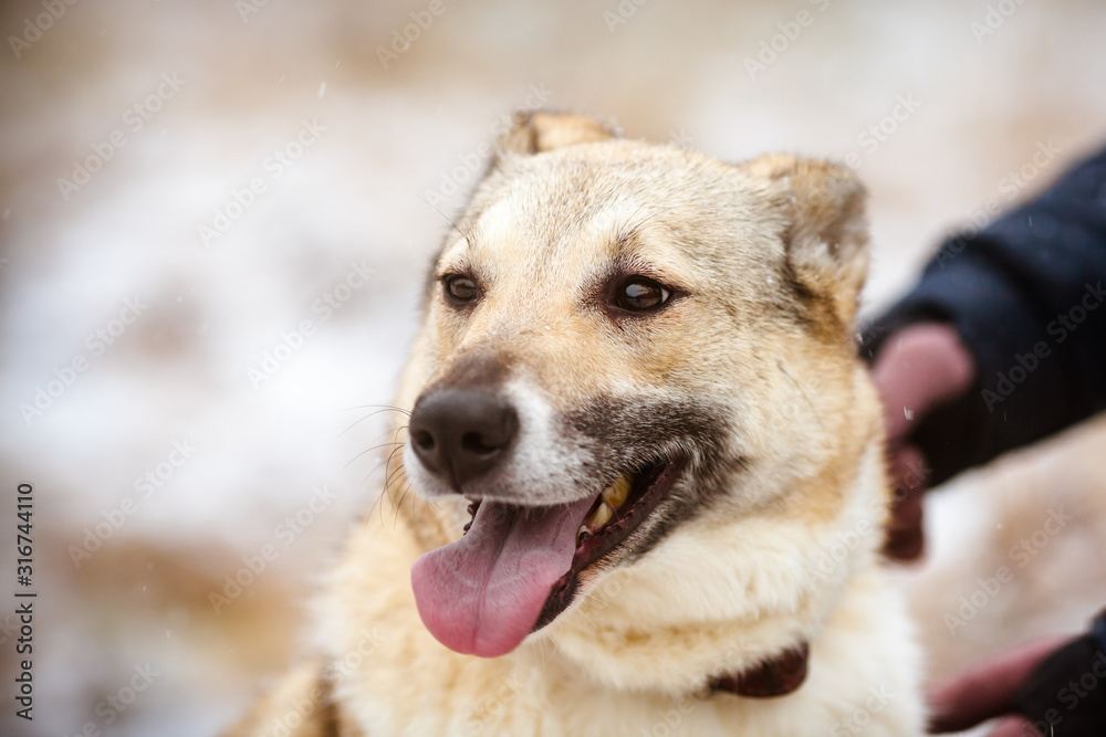 Portrait of a large happy dog.