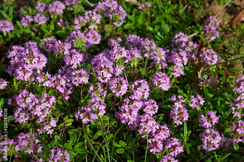 Breckland thyme, Breckland wild thyme, wild thyme, creeping thyme