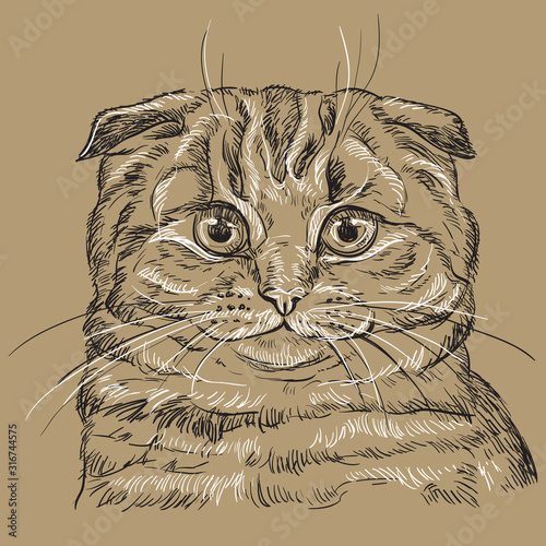 Brown vector cat portrait 4