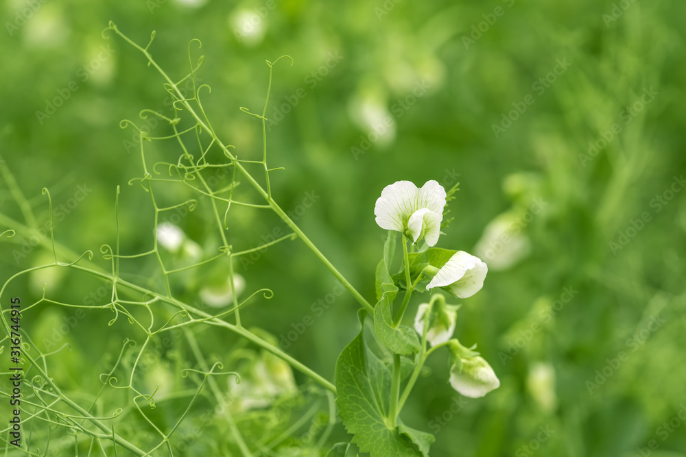Green peas flower and vine in garden Green peas flower and vine in garden