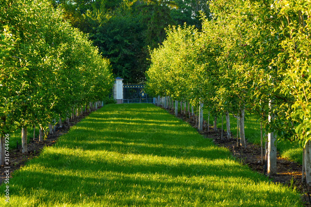 Orchard of fruit trees..