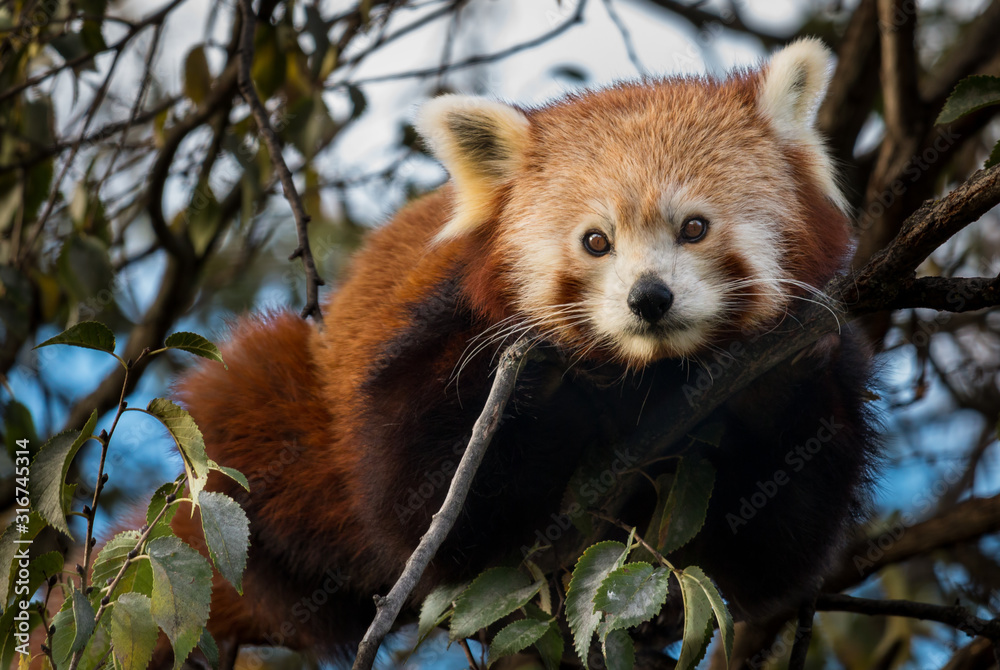 Fototapeta premium Curious Red Panda in a tree